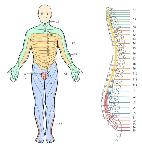 Dermatomes